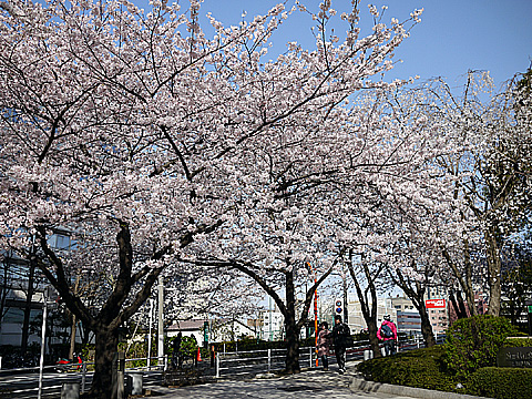 中央区￥新川の桜